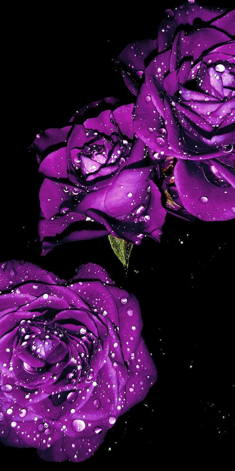 Rosa morada, impresionante, genial, flor, flores, Fondo de pantalla de  teléfono HD | Peakpx