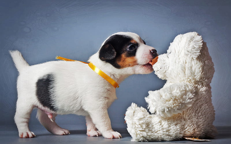 Beagle, teddy bear, cute dog, pets, puppy, dogs, small beagle, sad dog, cute animals, Beagle Dog, HD wallpaper