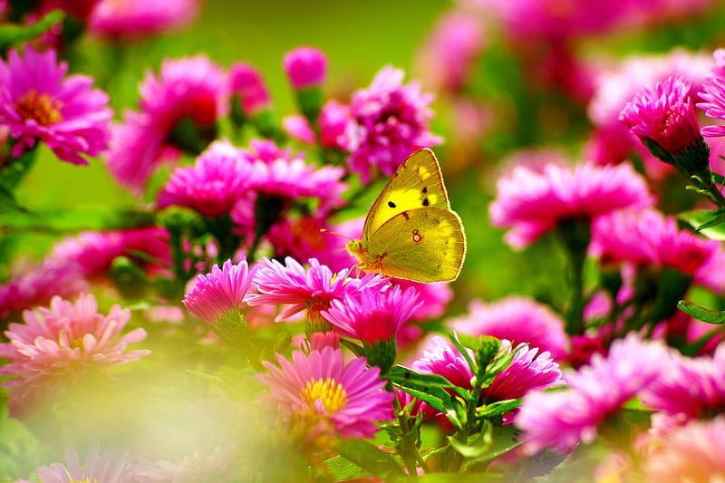 SPRING for BLANCHE (guoguole), butterfly, flowers, nature, spring, gift, HD wallpaper