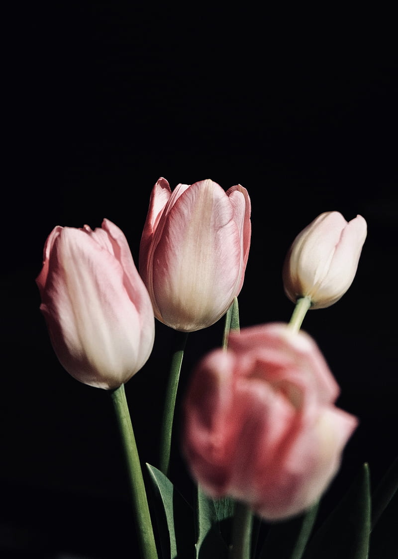 tulips, flowers, bouquet, pink, black, HD phone wallpaper