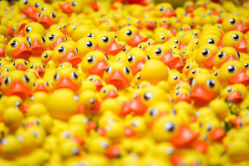 pile of rubber duckies, HD wallpaper