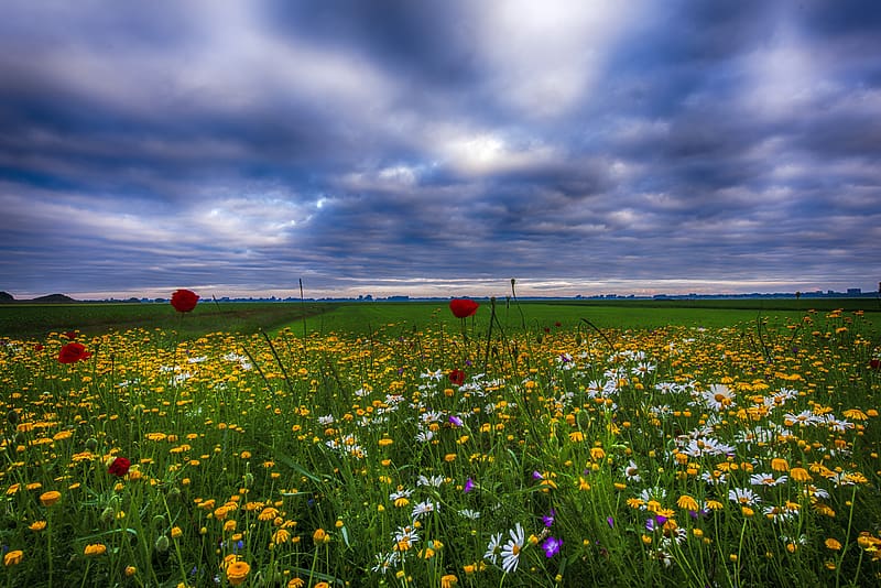 Flowers, Sky, Horizon, Flower, , Field, Cloud, Meadow, Yellow Flower, White Flower, Red Flower, HD wallpaper