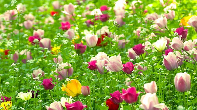 Tulips, red, colourful, wild, yellow, pink, HD wallpaper