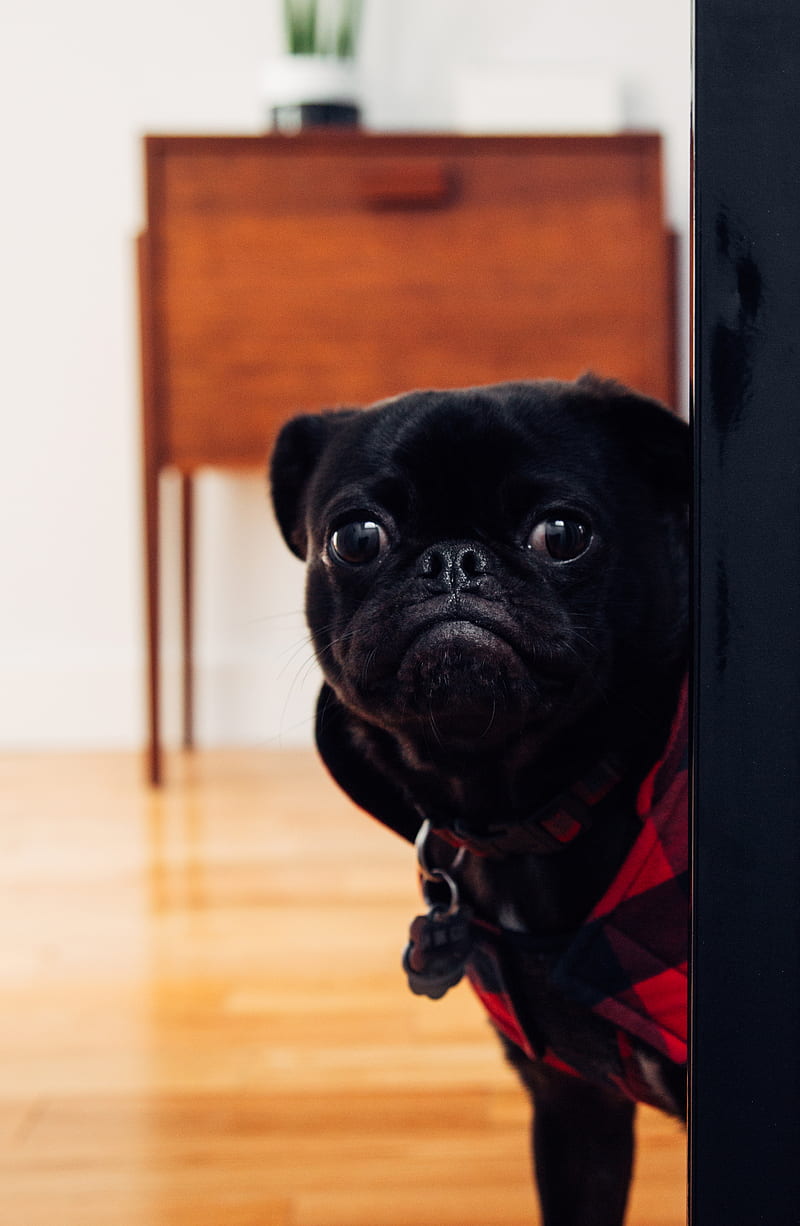 black pug standing on floor, HD phone wallpaper