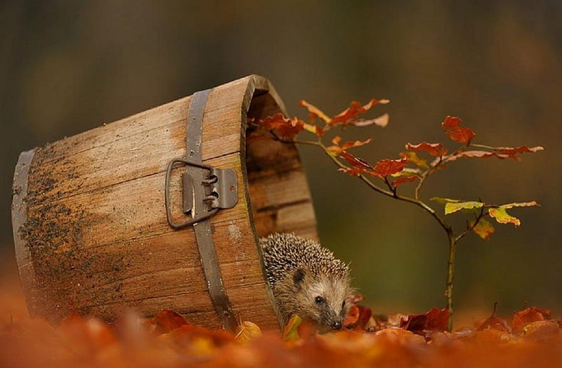 A hedgehog looking for a home..., cute, fall season, leaves, hedgehog, annimals, HD wallpaper