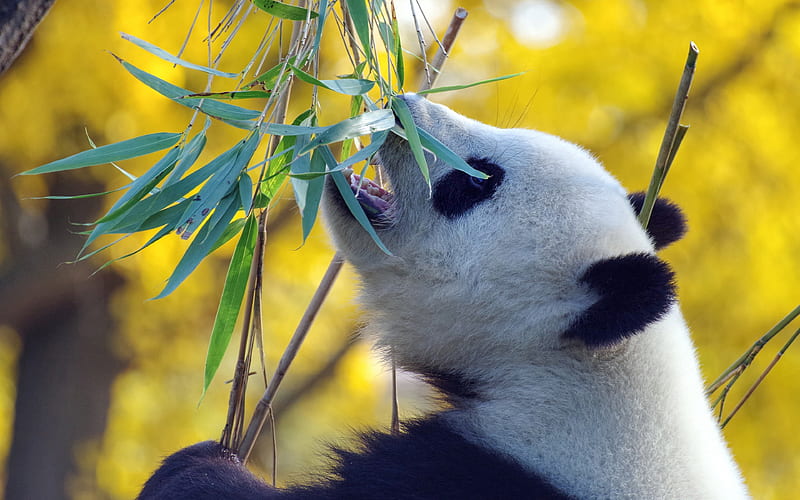 panda, eucalyptus leaves, wildlife, China, pandas, cute animals, panda eats eucalyptus, HD wallpaper
