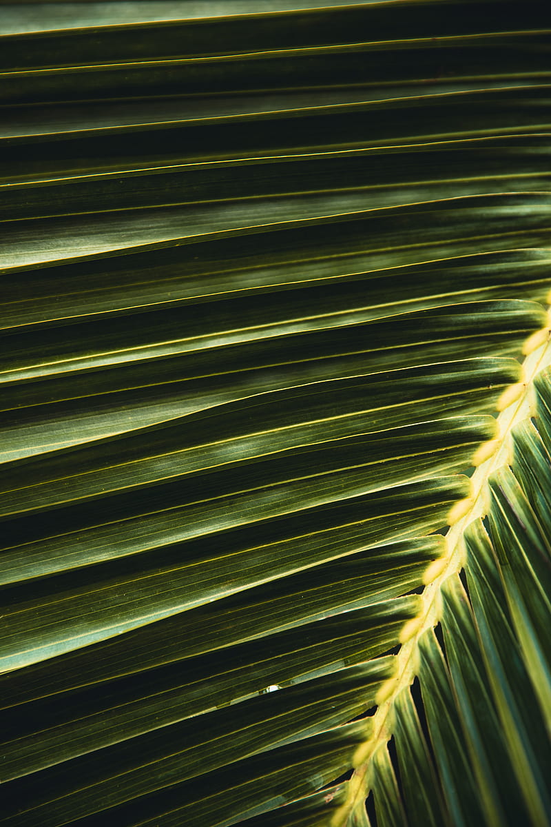 palm, leaf, branch, green, macro, HD phone wallpaper