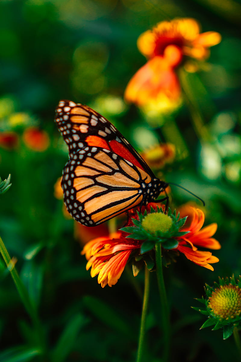Mariposa naranja y negra en flores, Fondo de pantalla de teléfono HD |  Peakpx