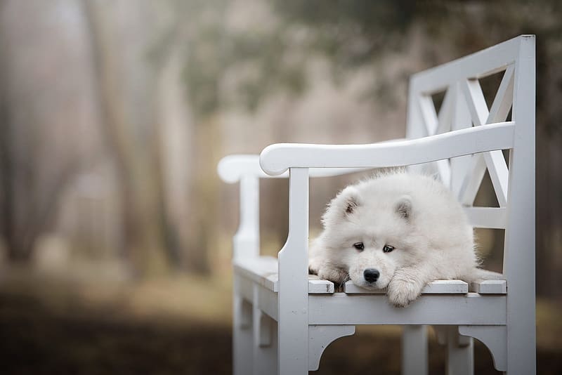 :), dog, bench, white, puppy, samoyed, caine, park, HD wallpaper