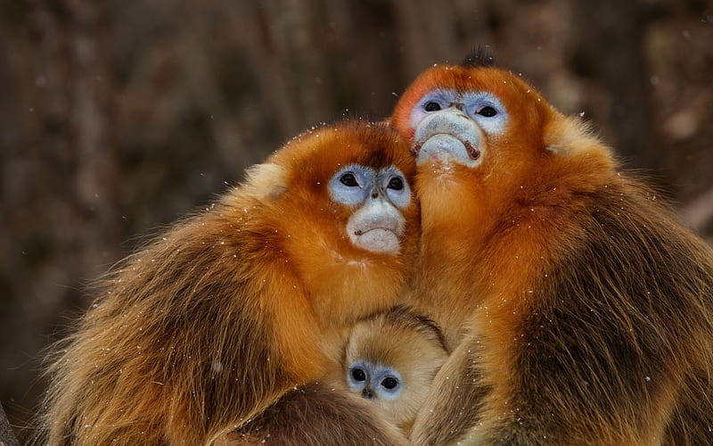Monkeys, monkey, red, orange, trio, baby, famliy, HD wallpaper