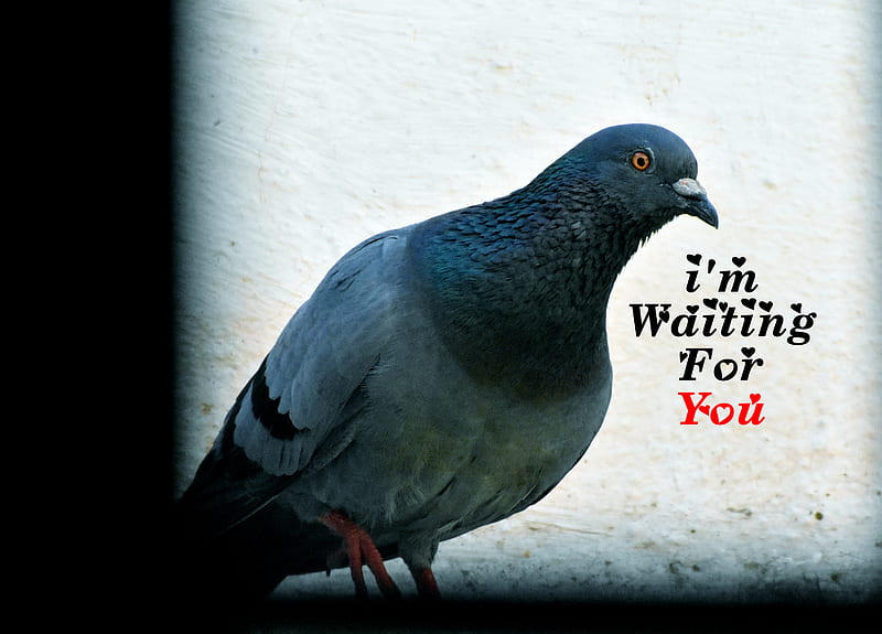 Waiting For U, bird, birds, dove, karmughil, love, message, pigeon, quote, quotes, words, HD wallpaper