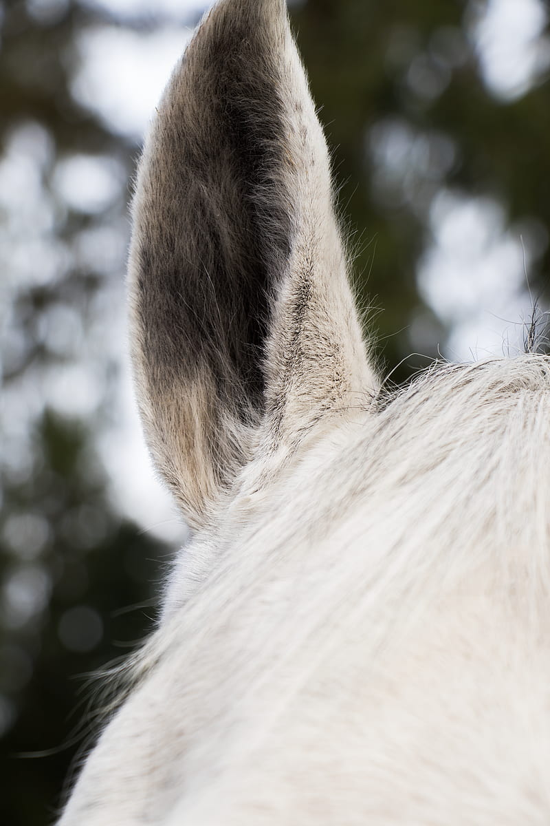 close-up of white horse ear, HD phone wallpaper