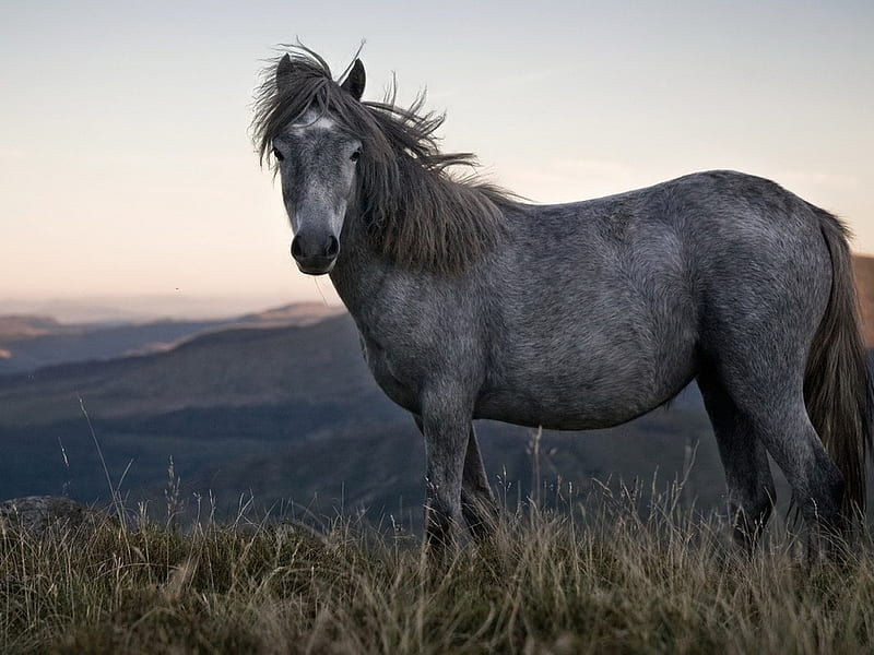 Steel horse, nature, horse, run, animal, HD wallpaper | Peakpx
