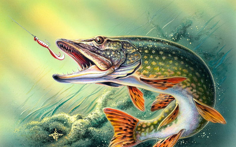 European Pike, predator, game fish, freshwater, HD wallpaper