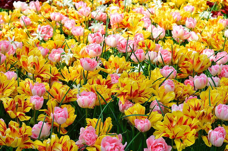Sea of tulips, pretty, colorful, beautidul, yellow, park, sea, summer, garden, flower, tulips, HD wallpaper