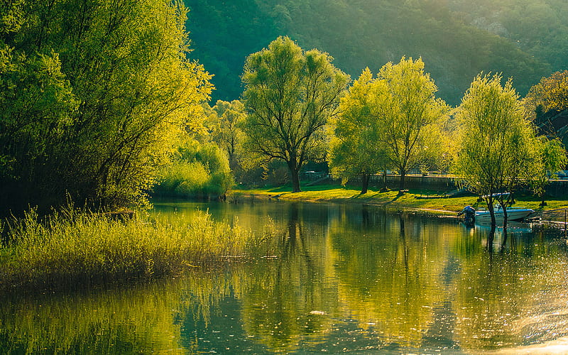 Montenegro, forest, trees, lake, Europe, HD wallpaper