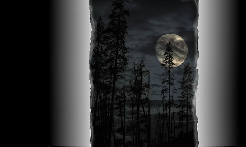 Moon, Satelite, forest, tree, HD wallpaper