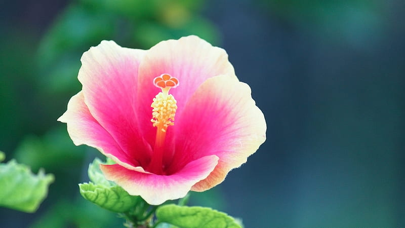 Wallflower, flower, petals, pink, HD wallpaper