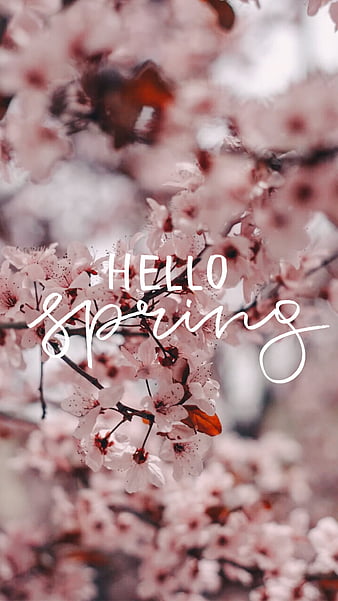 Hello spring backgrounds HD wallpapers  Pxfuel