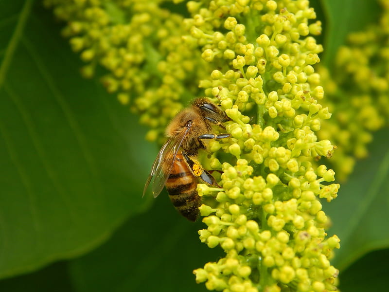 Honeybee, wild flowers, insect, animals, bees, HD wallpaper