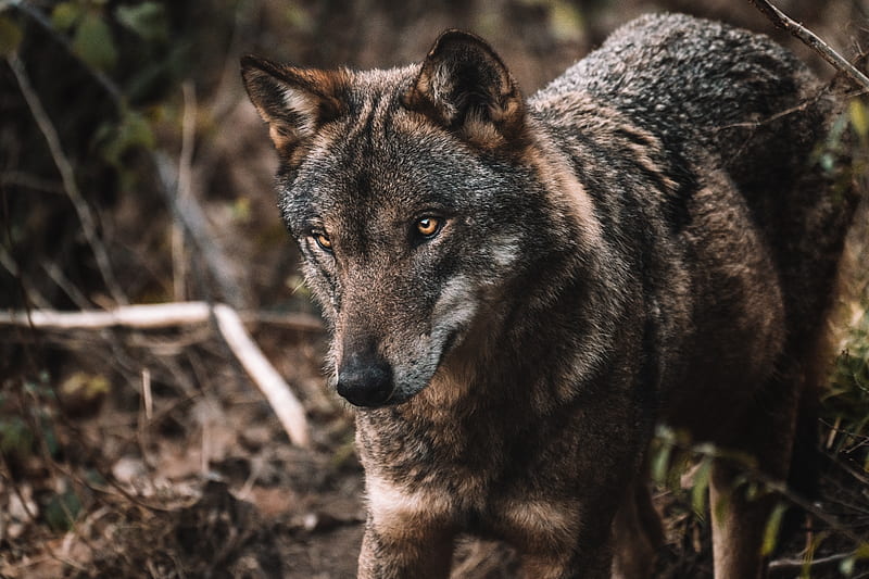 brown and black wolf standing on brown soil during daytime, HD wallpaper