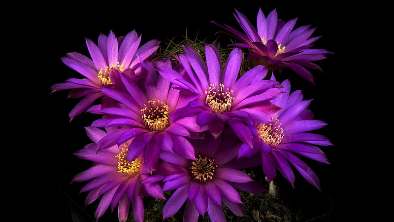 Purple Flowers Petals Cactus In Black Background Flowers, HD wallpaper