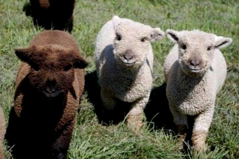 Baby Sheep, Cute, Baby, Brown, bonito, White, Sheep, Animals, HD wallpaper
