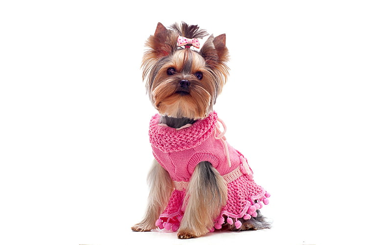 Pretty Yorkie, pretty, lovely, dress, yorkshire terrier, caine, pink, dog, animal, HD wallpaper