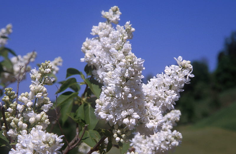 Lilas blancas, flores, blancas, lilas, fragantes, Fondo de pantalla HD |  Peakpx