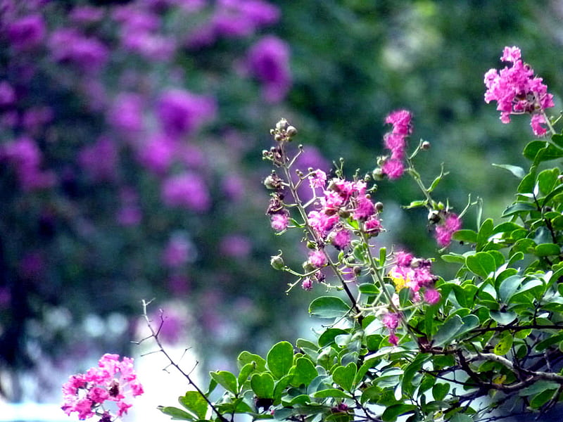 Summer flowers, lilac, purple, summer, flowers, crepe myrtle, pink, HD wallpaper