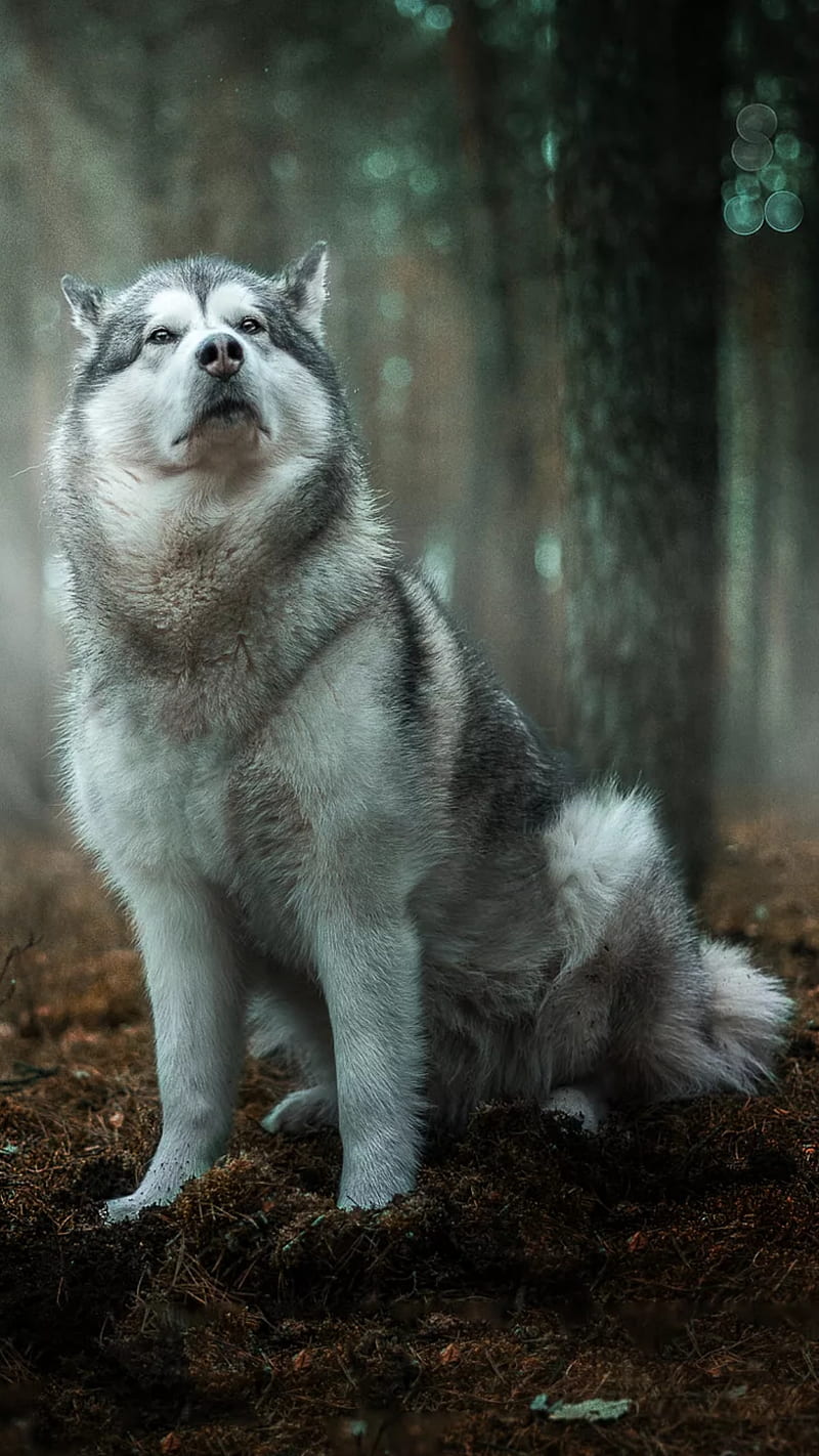 Wolf, animal, cute, dogs, forest, gris, husky, puppy, super, HD phone ...