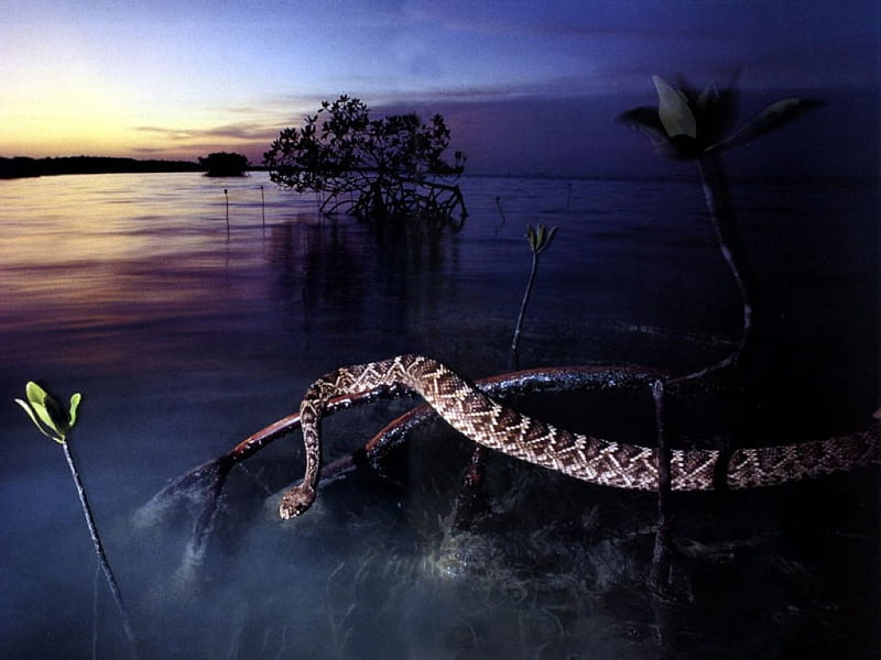 Rattlesnake Night, water, evening, rattlesnake, snake, HD wallpaper