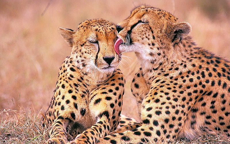 leopards family affection-Animal, HD wallpaper