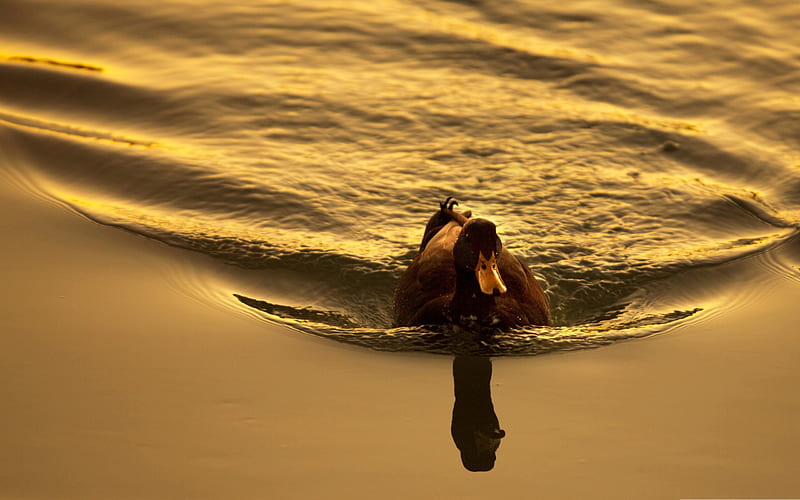 duck swimming in water-birds, HD wallpaper