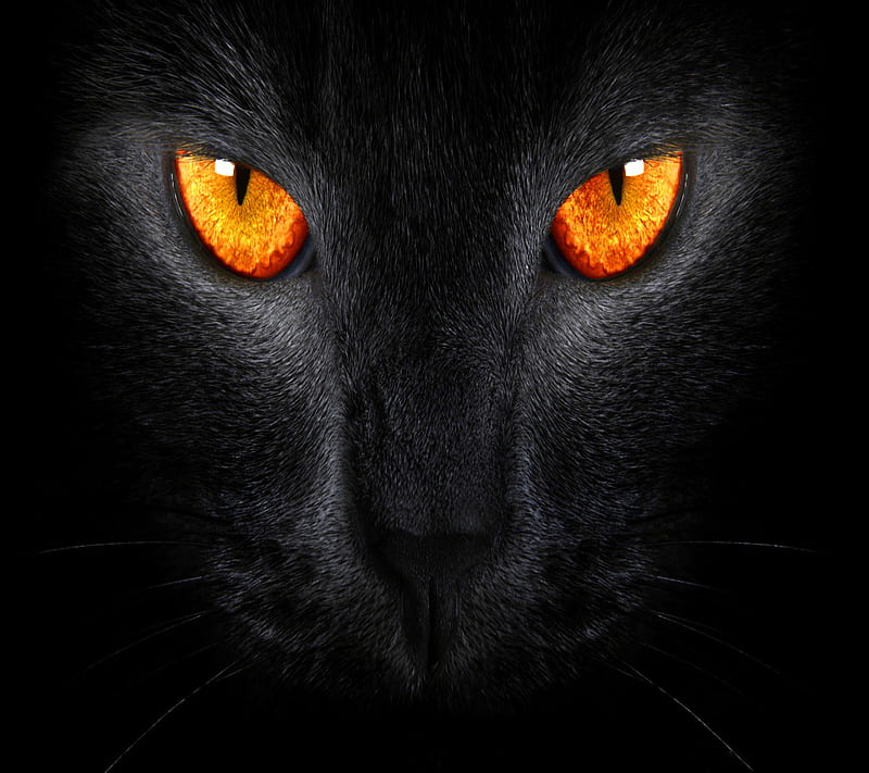 1920x1080px, 1080P free download | Black Cat, HD wallpaper | Peakpx