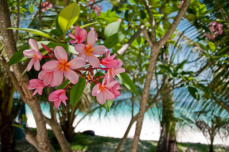Tropical Plumeria Frangipani Flowers by Beach and Ocean - Bora Bora Tahiti, polynesia, plumeria, bonito, sea, atoll, beach, bora bora, sand, flowers, pink, exotic, islands, ocean, trees, paradise, flower, island, tahiti, tropical, HD wallpaper