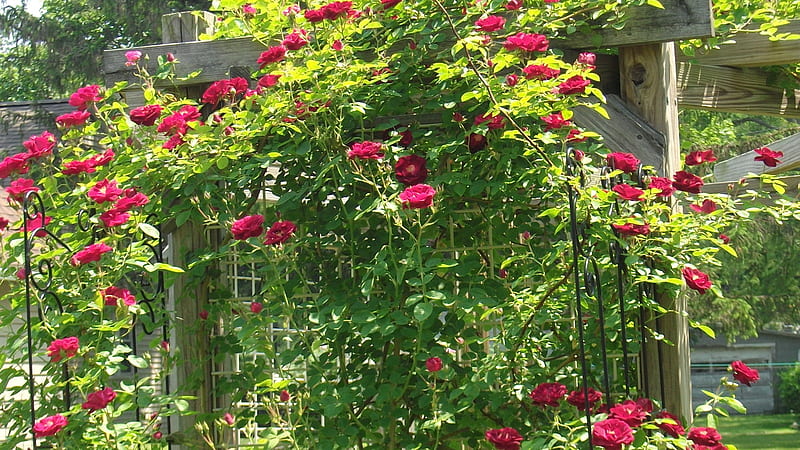 Rose Vine Arbor, vine, rose, garden, nature, arbor, HD wallpaper