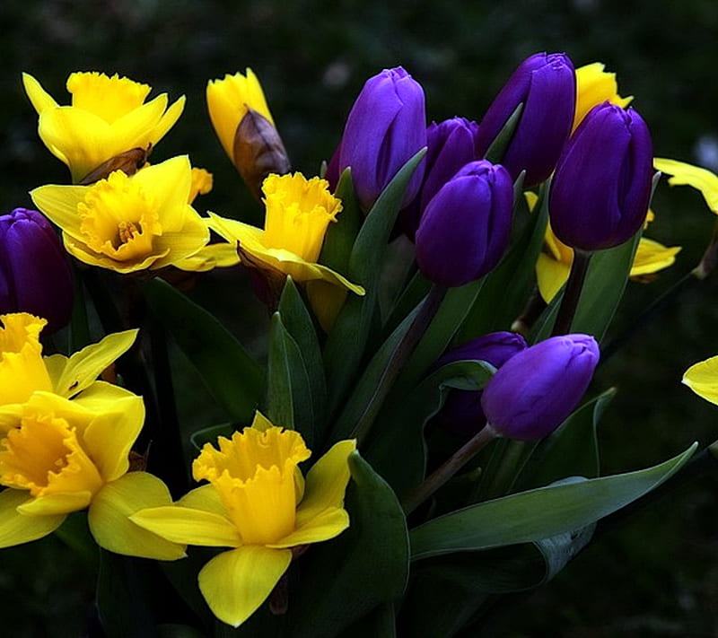 Flor amarilla violeta, colores, paisaje, naturaleza, Fondo de pantalla HD |  Peakpx