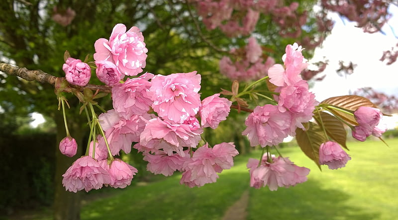 Cherry Blossom Branch, Cherry Blossom Tree, Tree, Spring, Cherry Blossom, HD wallpaper