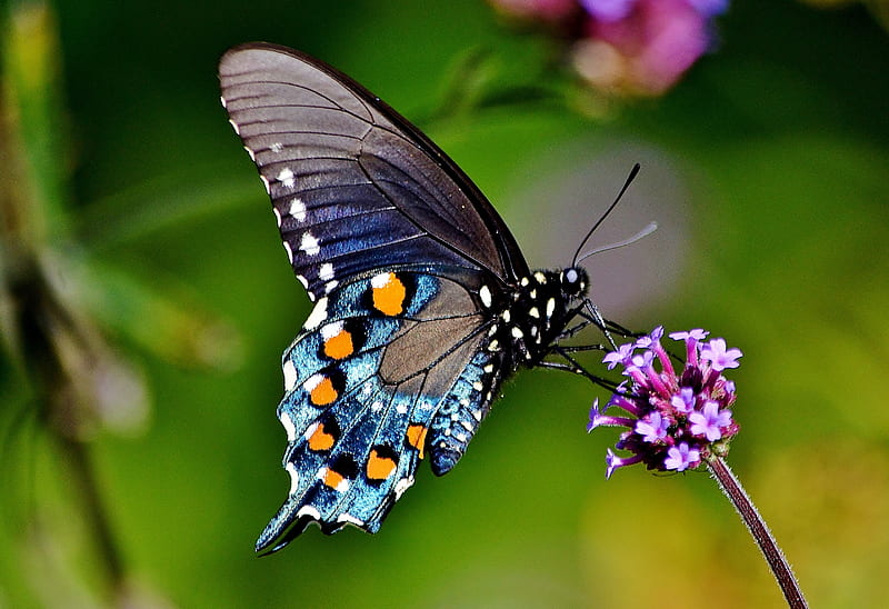 blue pipevine swallowtail, butterfly, swallowtail, pipevine, blue, HD wallpaper