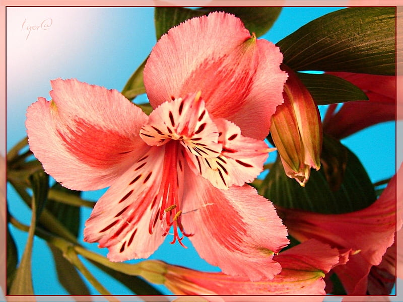 Hawaiian beauty, vibeant, flower, lilly, bonito, petal, HD wallpaper