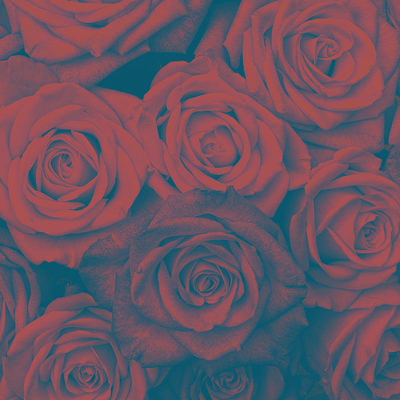 Mothers day roses, blue, filtered , red, HD phone wallpaper