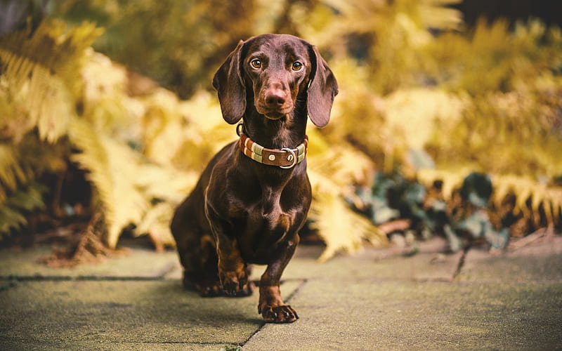 Dachshund, bokeh, pets, dogs, cute animals, Dachshund Dog, autumn, brown dachshund, HD wallpaper
