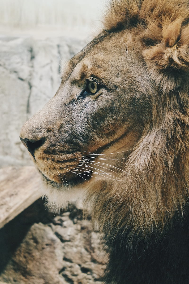 lion, predator, profile, mane, sight, king of beasts, big cat, HD phone wallpaper