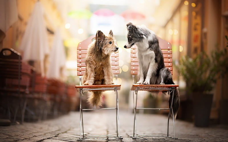 Dogs Rendezvous, funny, puppies, animals, dogs, HD wallpaper