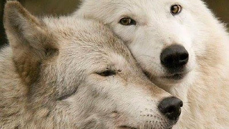 Love, Wolf, Animal, White Wolf, HD wallpaper | Peakpx
