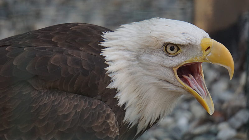 águila, pico, calvo, grito, pájaros depredadores, animal, Fondo de pantalla  HD | Peakpx