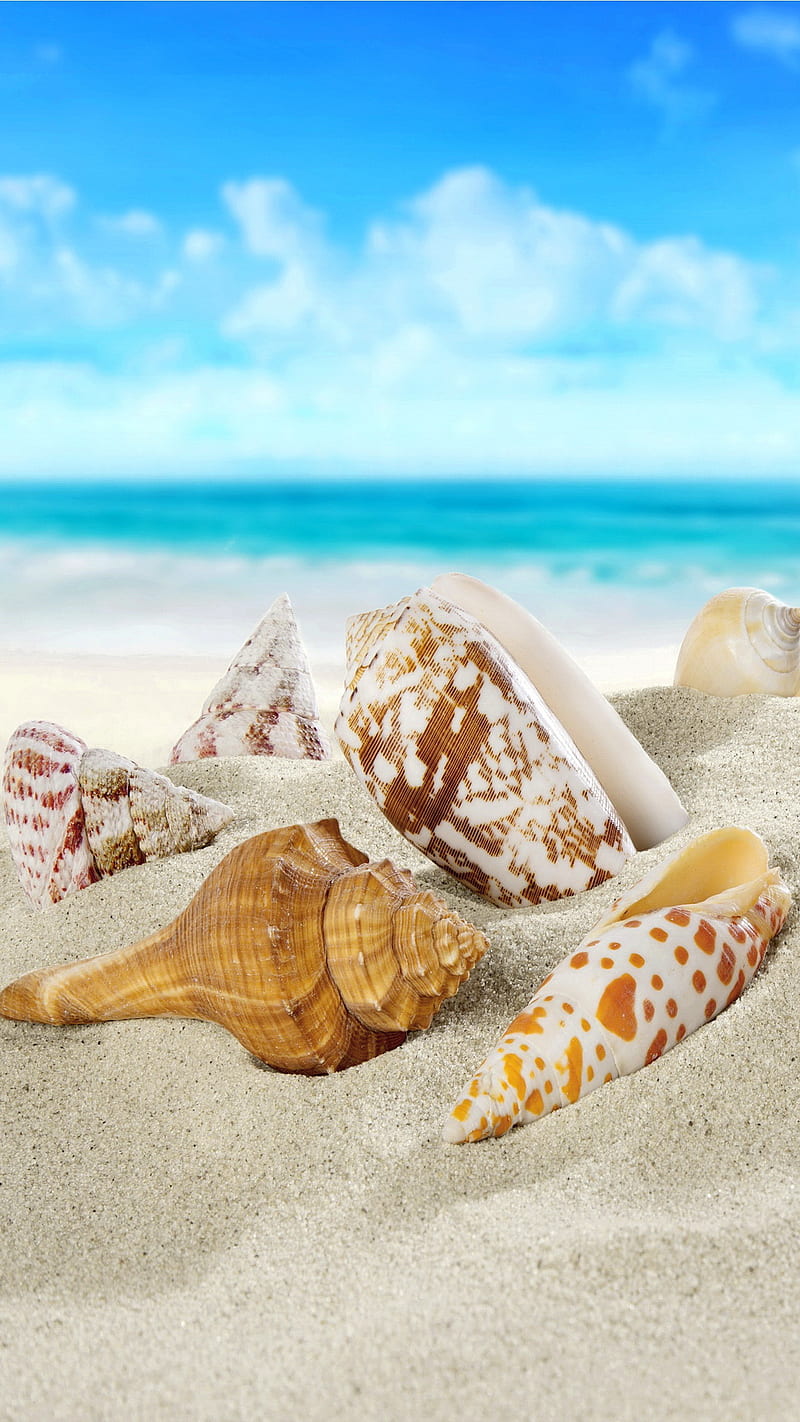 Seashells, beach, sand, sea, shells, HD phone wallpaper | Peakpx