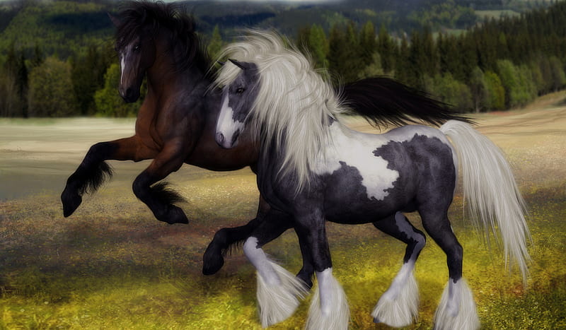 Best Horse Breeds For Beginners, Gypsy Vanner Horse, HD wallpaper