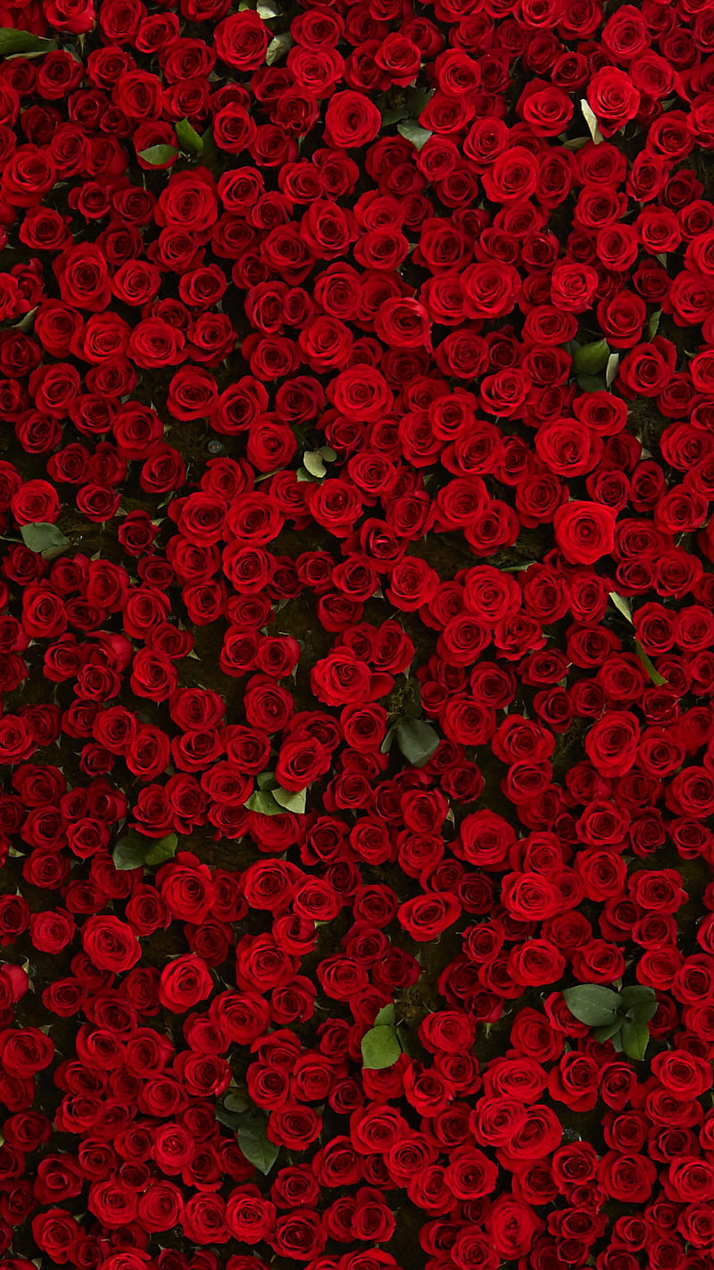 Rosas rojas, amor, naturaleza, abundancia, Fondo de pantalla de teléfono HD  | Peakpx